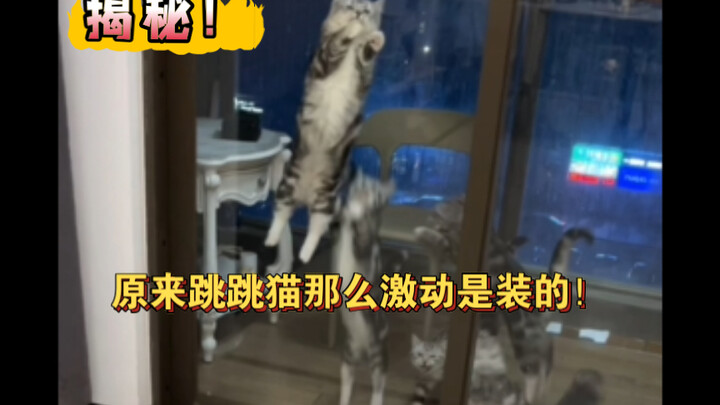 我发现了我家五只跳跳猫的秘密