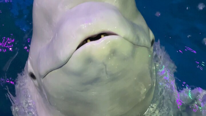 วันนี้เป็นการประชุมก้อนน้ำแข็ง