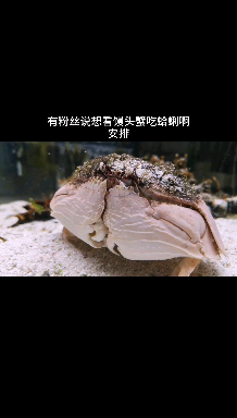 How does the true mantis crab eat clams?
