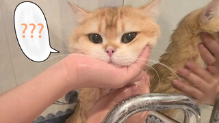 [Động vật] Clip tắm cho mèo bạo lực nhất!