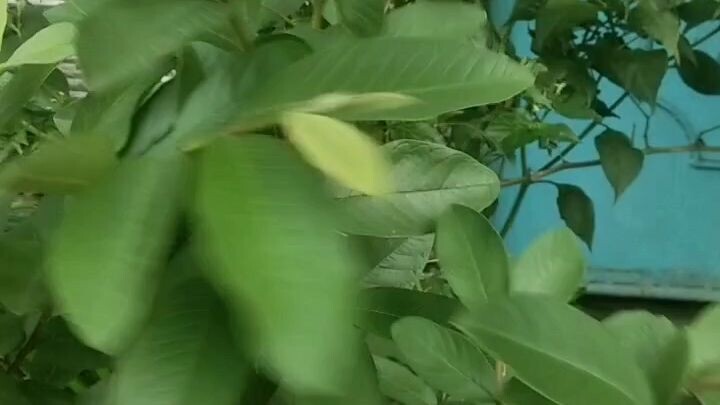 guava leaf tea