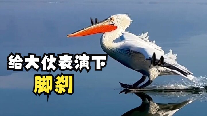 Dalmatian Pelican’s Water Braking Maneuver
