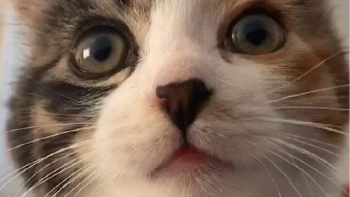 Kalau kucing di rumahmu mulai bau, jangan buru-buru dimandikan dulu!