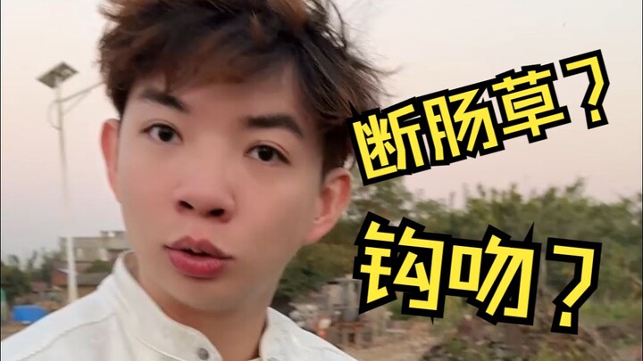 古代小说中的“断肠草”，寸寸相思寸寸愁，钩吻至死情不休