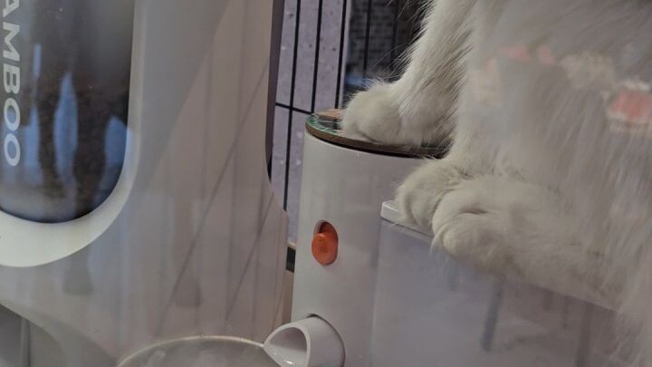 When I put dry ice into my cats' bowl 😂