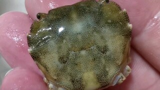 Con cua kiên cường trong bể cá