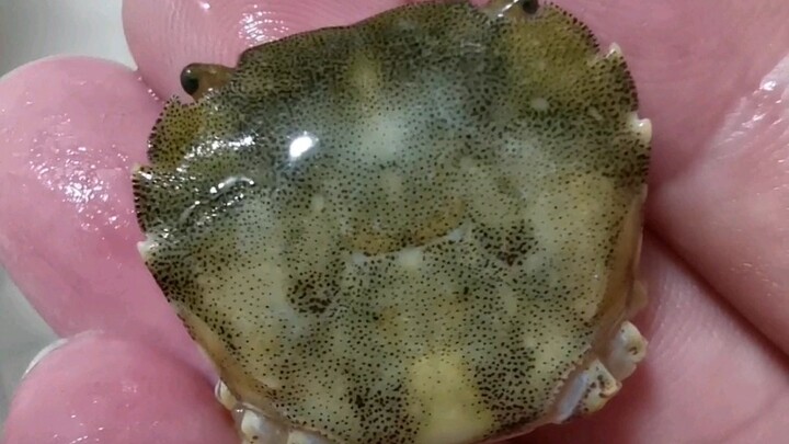 鱼缸里的蟹坚强