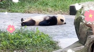 中国熊刻在骨子里的——睡觉盖肚子基因
