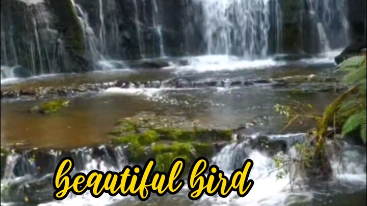 bird of nature.