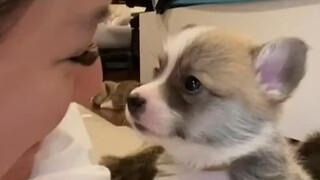 When the little corgi gets a nose-to-nose greeting from its owner... the little corgi will frantical