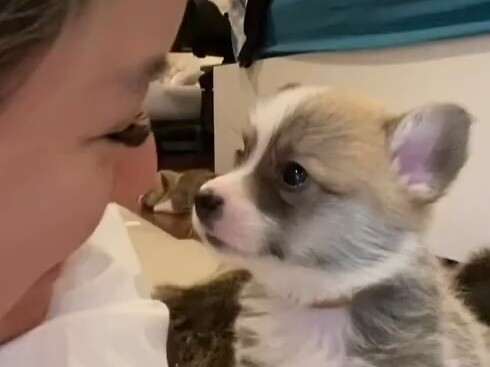 When the little corgi gets a nose-to-nose greeting from its owner... the little corgi will frantical