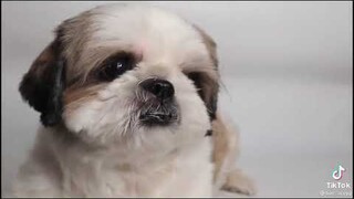 123 action ' wait for my tears 😭 (audition) | Dog lifestyle