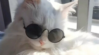 Chất giọng lồng tiếng tiếng Nhật của Nigo Mèo