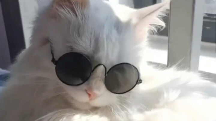 Japanese-dubbed, classy Nijō Cat