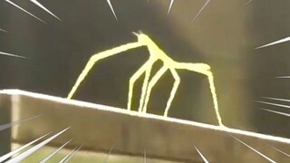 [Sains Populer] Apa meme Internet baru: Stick Bug?