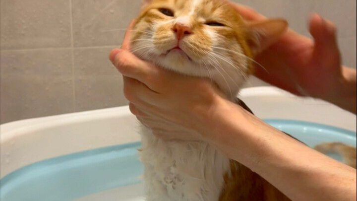 凑凑小猫洗澡后就变成香香小猫啦