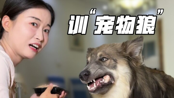 Hari ini mengajak anjing serigala jalan-jalan, lihat seperti apa sebenarnya wujud hewan peliharaan y
