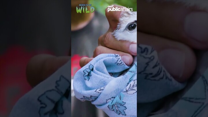 Alamin ang buong kuwento ng Black-shouldered kite na ito! #shorts | Born to be Wild