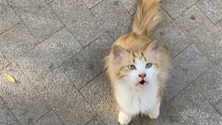 I Raised the Kitten I Found to Adulthood