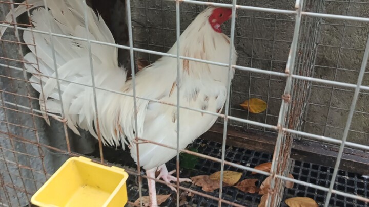 2nd win ng claretXwhitekelso