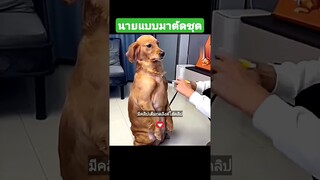 นายแบบมาตัดชุด