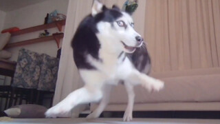 Anjing bodoh itu kejang-kejang lagi di rumah. Setiap kali saya menyalakan kamera pengintai, saya tid