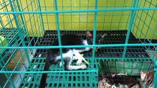 Went Clinic,Other Kitten Not So Good Condition