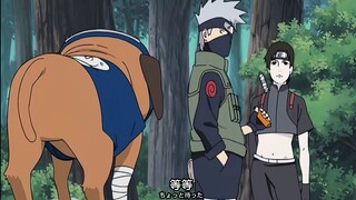 通灵兽的趣事