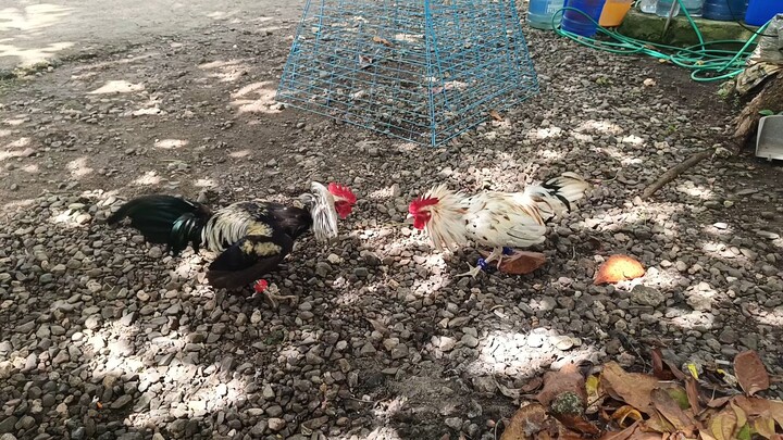 Melsim Black VS Leiper Grey x White Kelso Spar