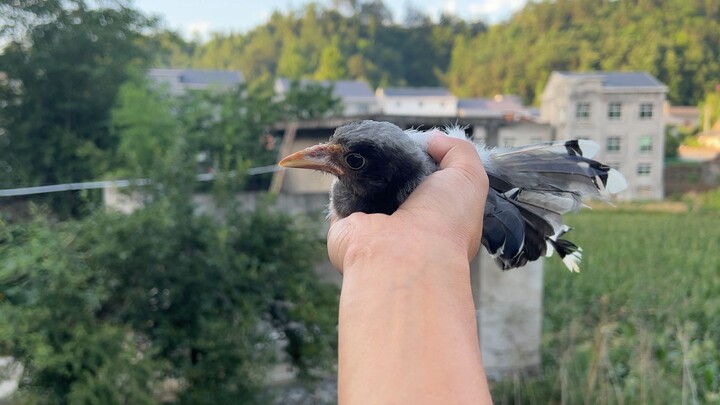 ฉันตื่นเช้ามาออกกำลังกายและเห็นนกกำลังบินตามฉันมา