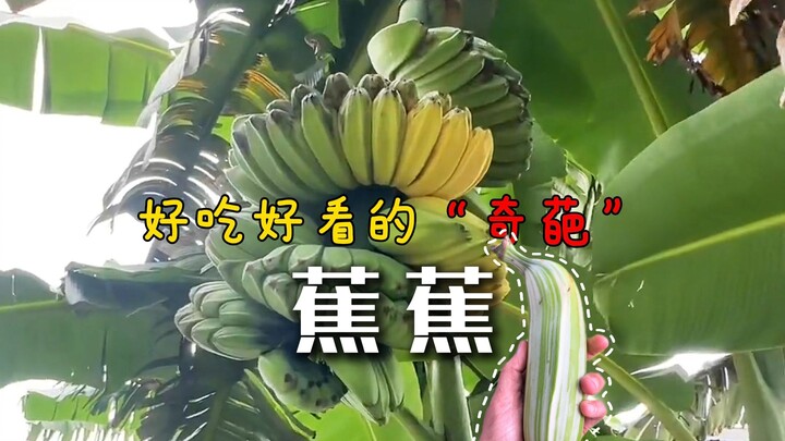 Cute and Delicious Weird Bananas