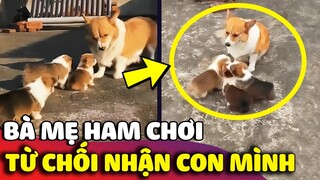 Đang tuổi ăn tuổi chơi, chú chó Corgi không CHẤP NHẬN việc mình đã là mẹ của mấy đứa con 😅 | Gâu Đần