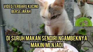 Kucing Ini Nggak Mau Makan Kalau Nggak Di Suapi Lebih Baik Lapar Ini Penyebabnya..!