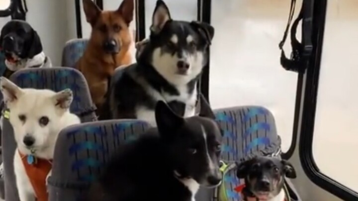 Dogs riding the school bus to school