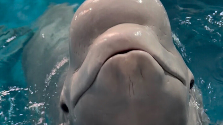 Xiao Hei is telling the truth today!