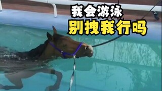 原来这些动物是这样游泳的！