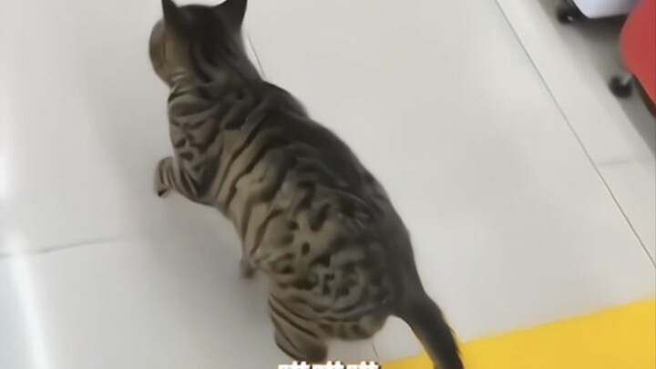 Vào siêu thị là lập tức đi tập tễnh, chú mèo này toàn lòng dạ xảo quyệt.