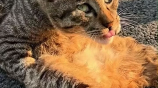 丑猫大赛