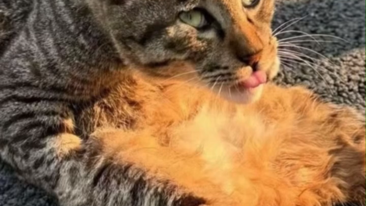 การประกวดแมวขี้เหร่