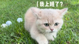 A kitten's day as a caddie