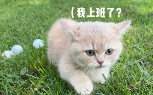 Mèo con trải nghiệm một ngày làm caddie