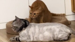 【Lồng tiếng động vật】Anh bạn Buer, lông của anh đâu rồi??