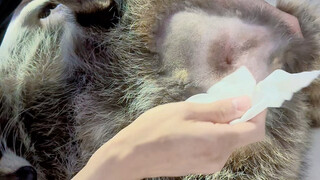 แรคคูน: การโกนขนนี่มันแปลกๆ หยุดดูได้แล้ว #แรคคูนน้อย #โครงการเปิดตัวสัตว์เลี้ยงน่ารัก