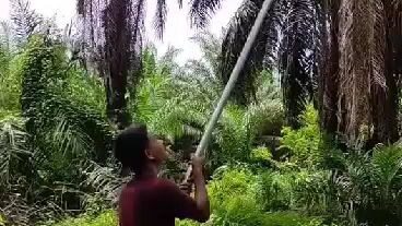 sawit viral