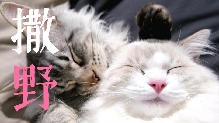 Maine dan kucing Ragdollku bermain penuh gairah!
