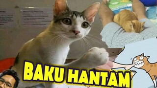 KUCING OREN ANDA DITANTANG KUCING PUTIH !!