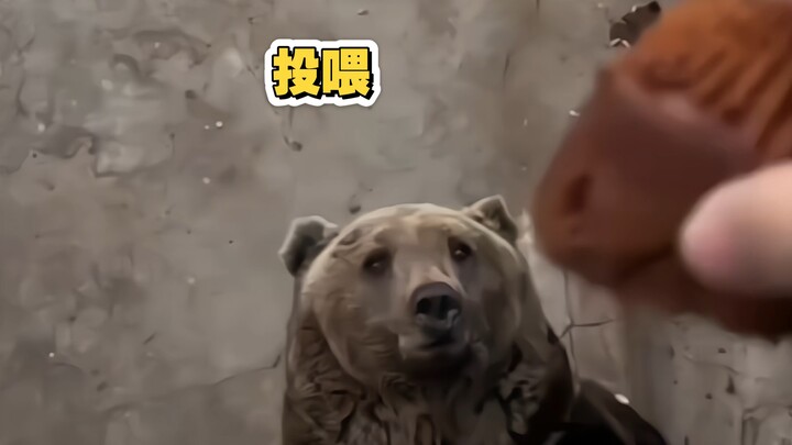 Bear: Buddy, if you jump down, I’ll catch you even more accurately.
