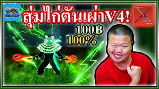 สุ่มไก่ตันเผ่า V4 ครั้งแรก 100฿ เอง... - Blox Fruits Roblox 💪