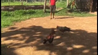 Melsim grey samen ditu#draw Ang laban sayang..