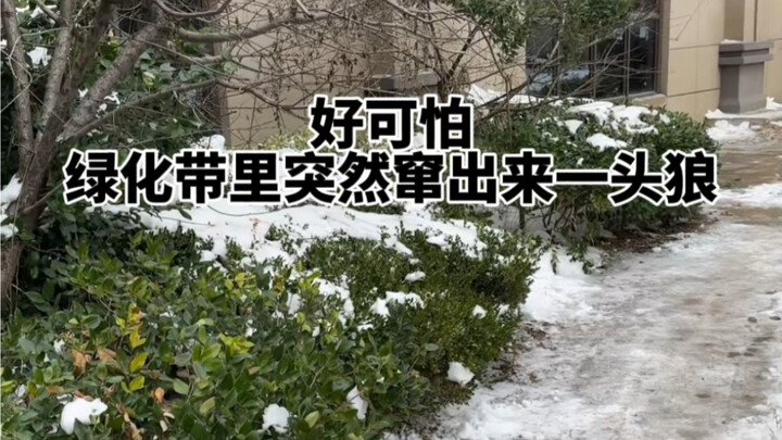 So scary! A wolf suddenly darted out—I was terrified!